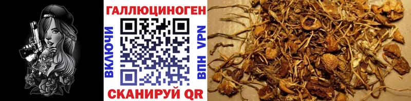 где купить наркоту  Томмот  Псилоцибиновые грибы Psilocybe 